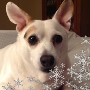 Meet your Posher, Barbara